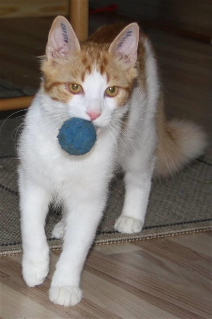 Blanding af racer Crash billede 10