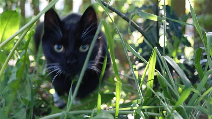 Huskat Otto billede 1