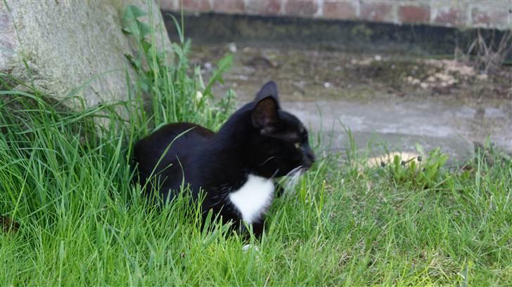 Huskat Otto billede 2