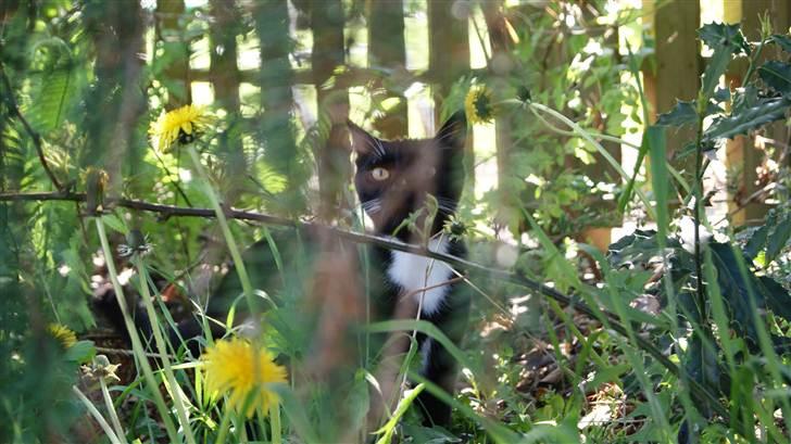 Huskat Otto billede 3