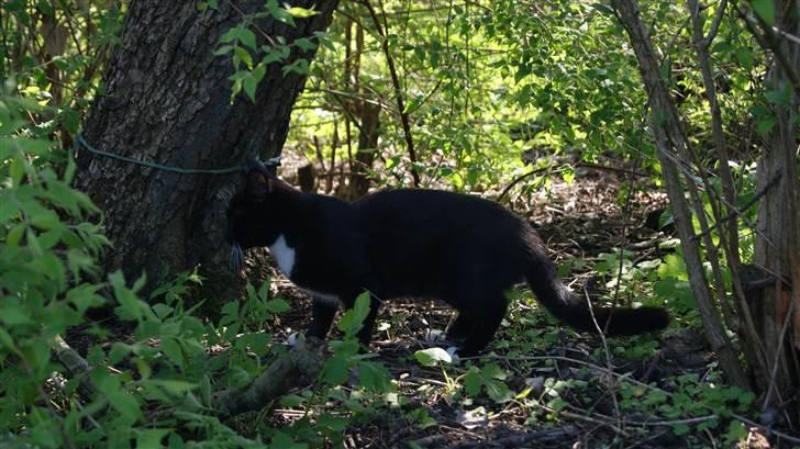 Huskat Otto billede 4