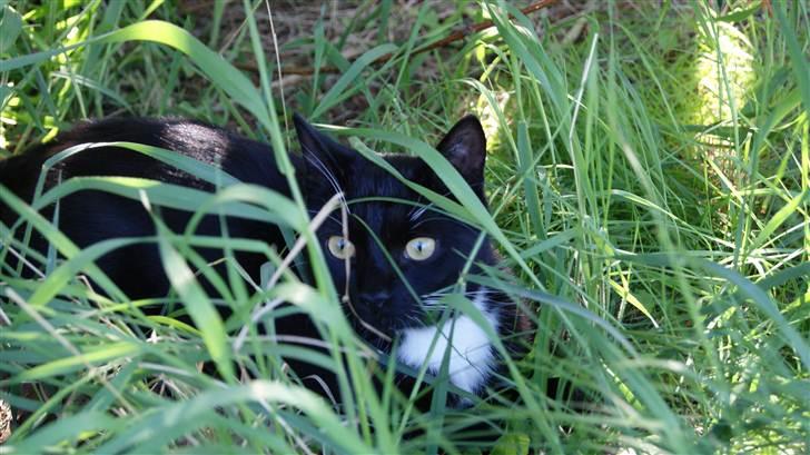 Huskat Otto billede 5