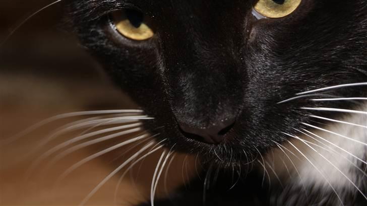 Huskat Otto billede 6