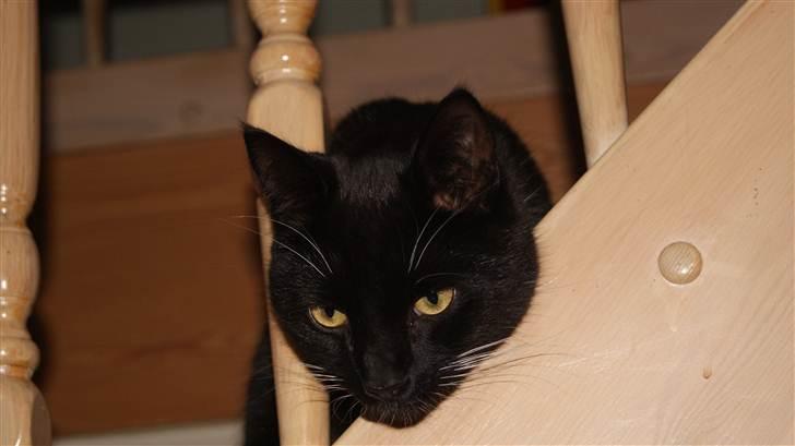 Huskat Otto billede 7