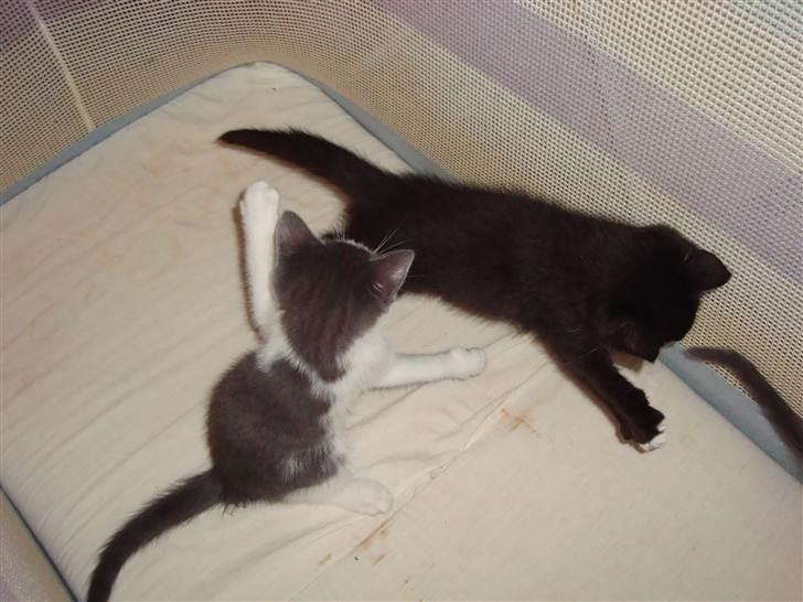 Huskat Otto billede 8