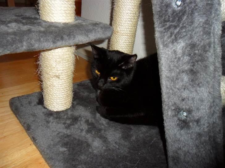 Huskat Lille Grethe billede 13