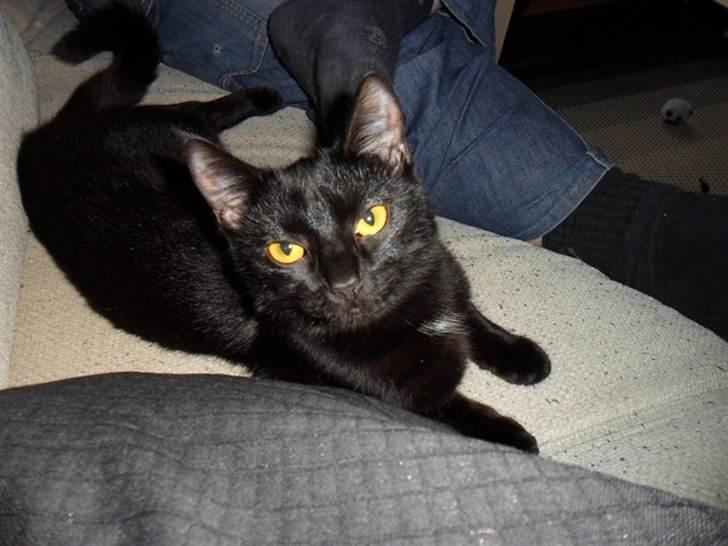 Huskat Lille Grethe billede 14