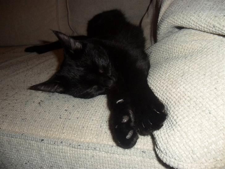 Huskat Lille Grethe billede 15