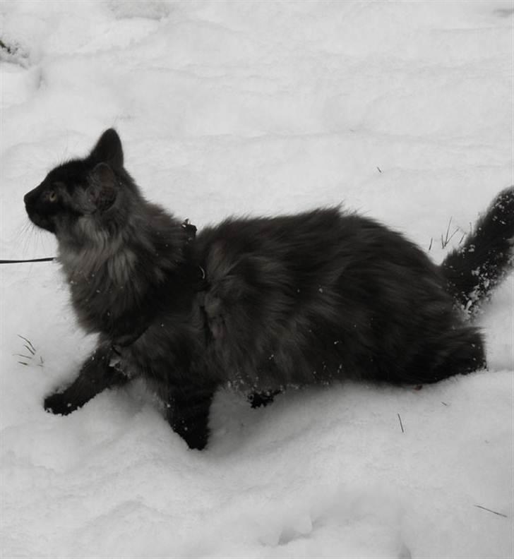 Norsk Skovkat Dk Bullcat's Zhila billede 1