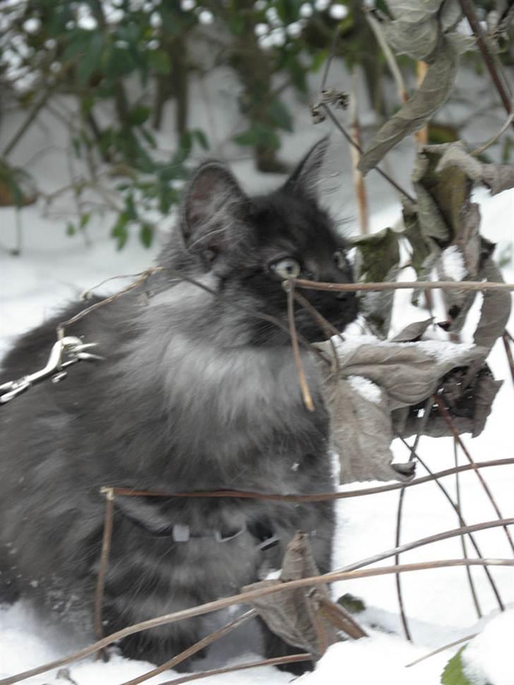 Norsk Skovkat Dk Bullcat's Zhila billede 2