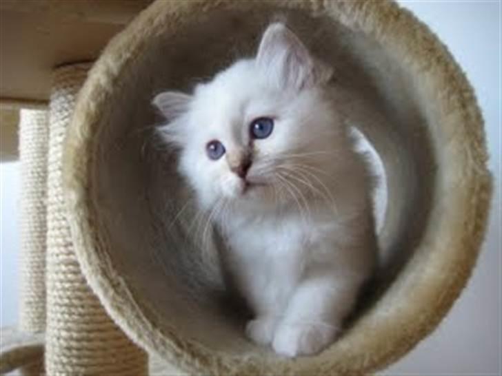 Hellig Birma Dk Twinkelstjerne Acamar billede 1