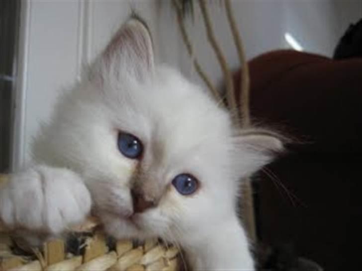 Hellig Birma Dk Twinkelstjerne Acamar billede 2