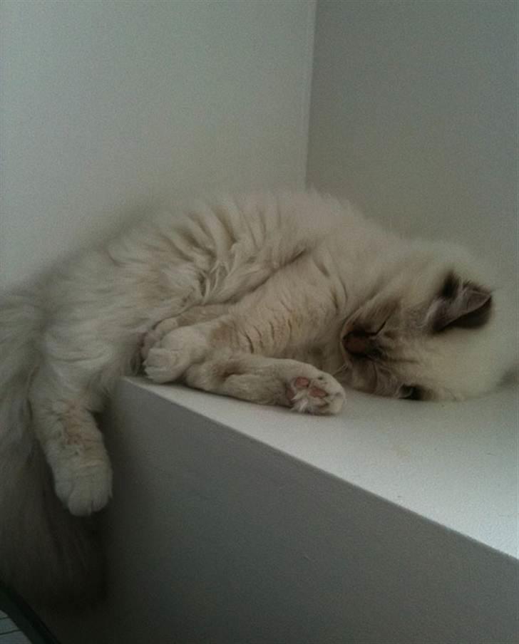 Hellig Birma Dk Twinkelstjerne Acamar billede 3