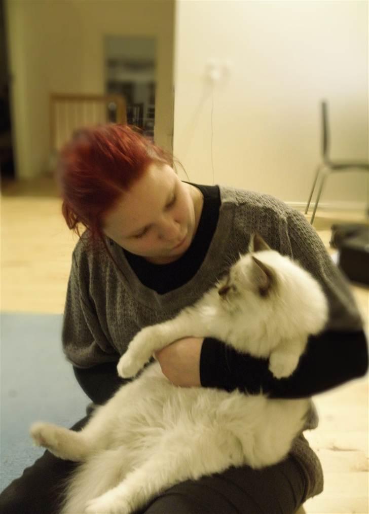 Hellig Birma Dk Twinkelstjerne Acamar billede 4