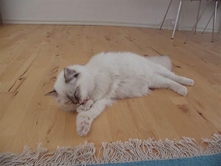 Hellig Birma Dk Twinkelstjerne Acamar billede 5