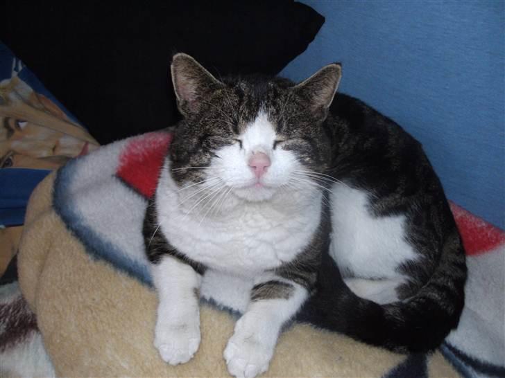 Europé oliver - slap lige af med billederne jeg prøver at sove billede 1