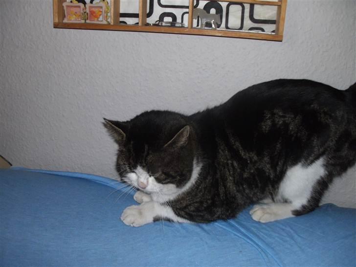 Europé oliver - oliver billede 4