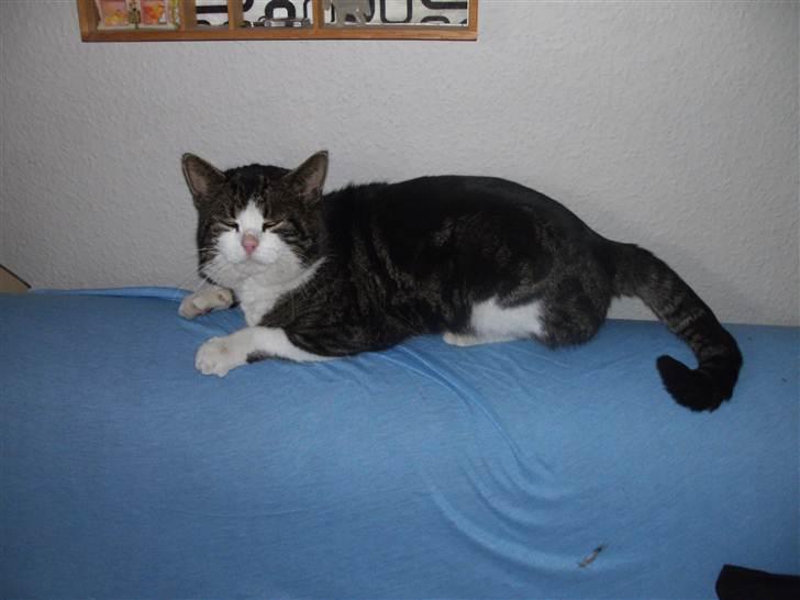 Europé oliver - oliver billede 3