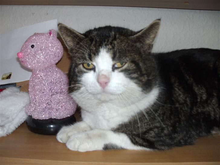 Europé oliver - oliver billede 2