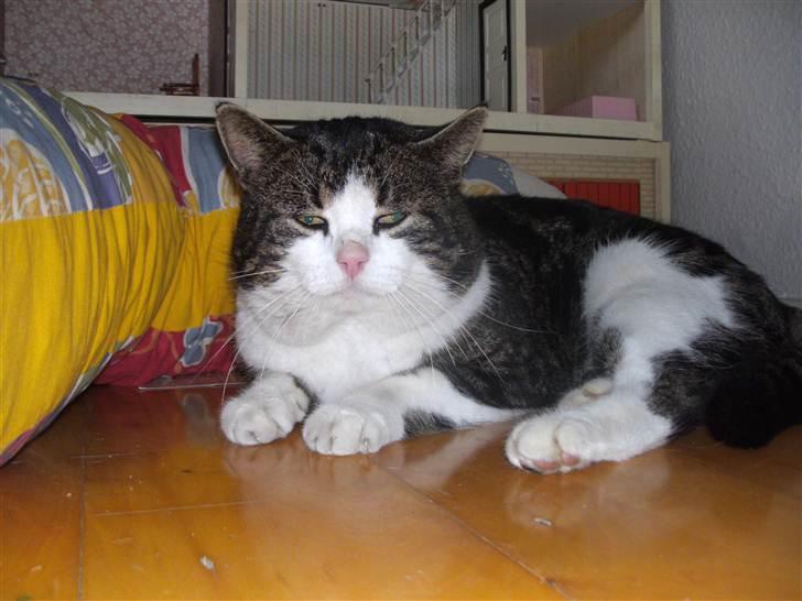 Europé oliver - oliver billede 5