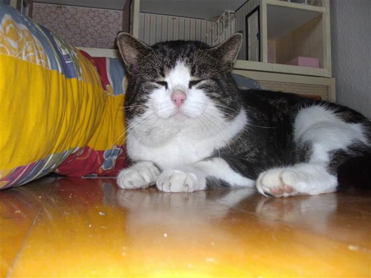 Europé oliver - oliver billede 6