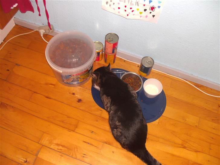 Europé oliver - lad mig være jeg spiser :-) billede 8