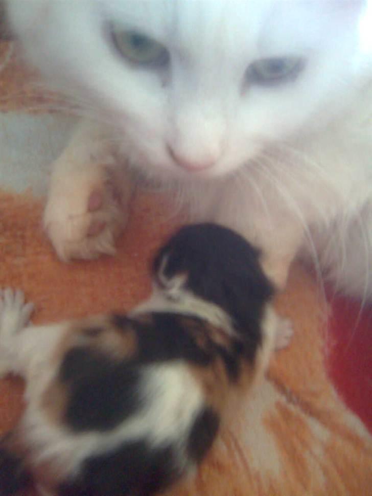 Maine Coon Duchess #Dysse# - Dysse med sin allerførste killing. <3 billede 8