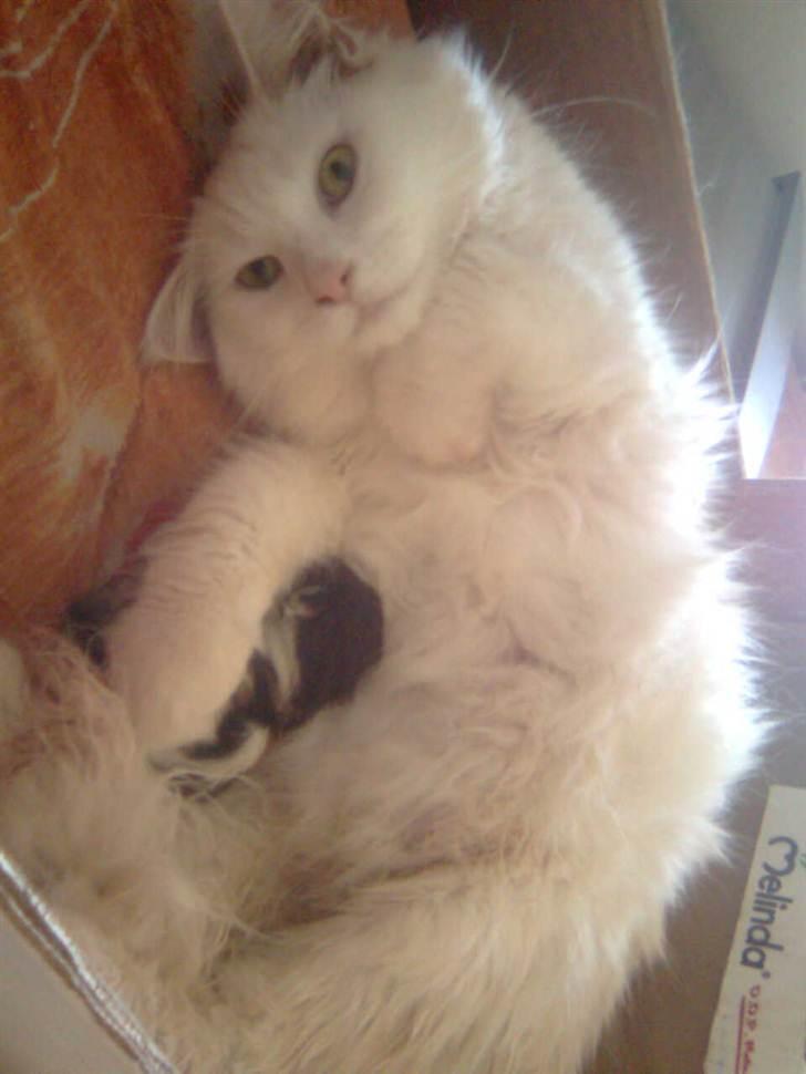 Maine Coon Duchess #Dysse# - Så er hun klar til at være mor. Dygtige Dysse! billede 9