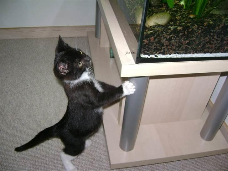 Huskat Pjevs - Da han var helt lille,&#9829; billede 7