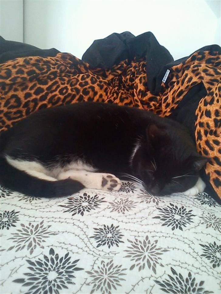 Huskat Pjevs billede 8