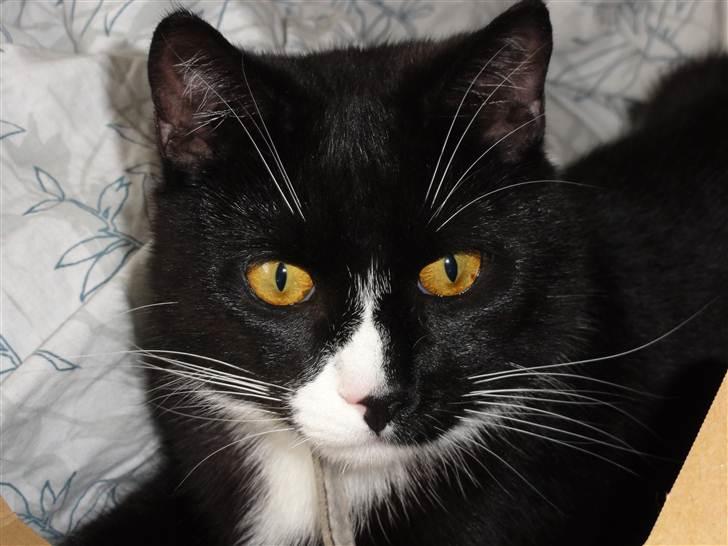 Huskat Asti  billede 1