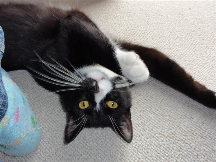 Huskat Asti  billede 2