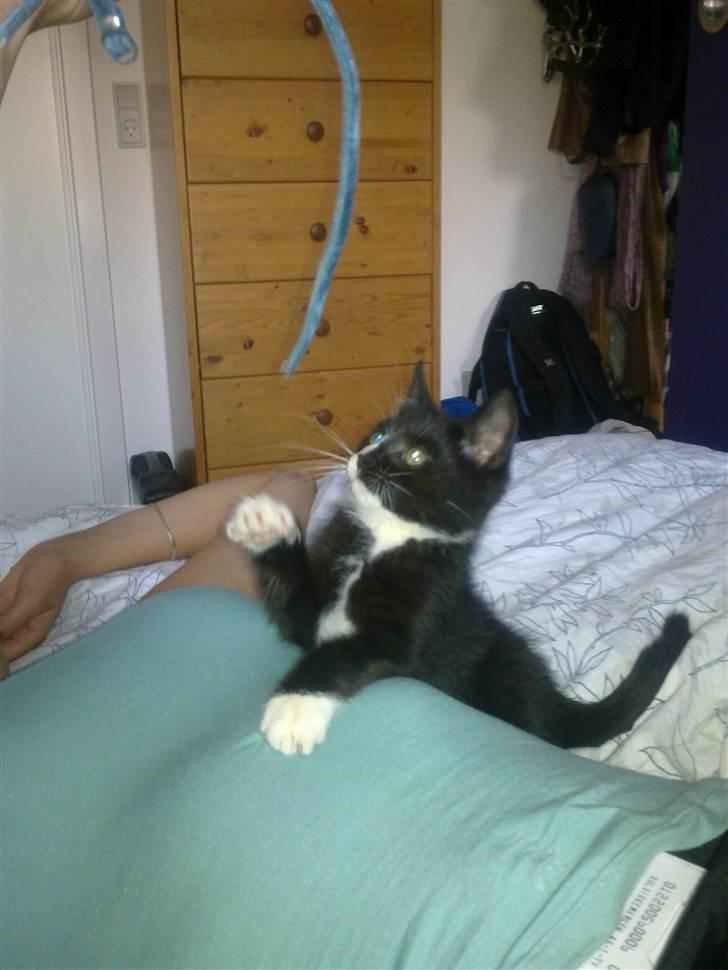 Huskat Asti  billede 3