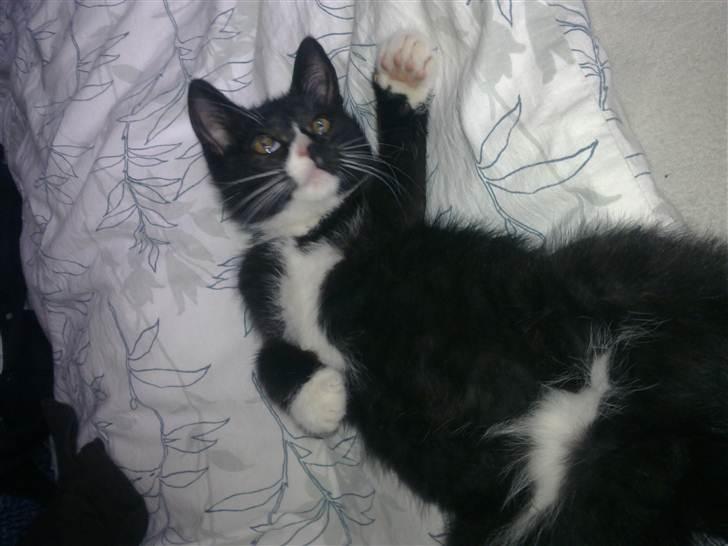 Huskat Asti  billede 4