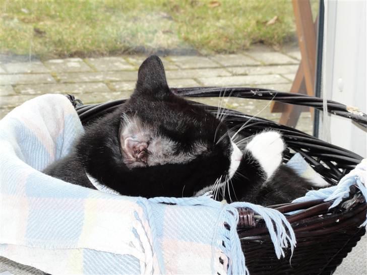 Huskat Asti  billede 5