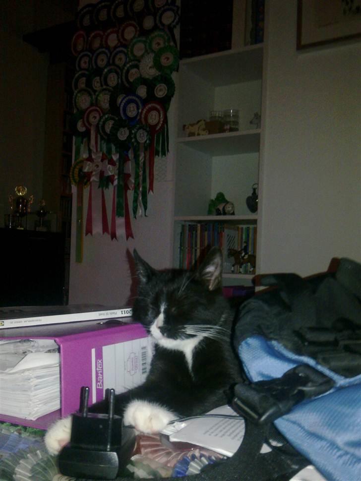 Huskat Asti  billede 6