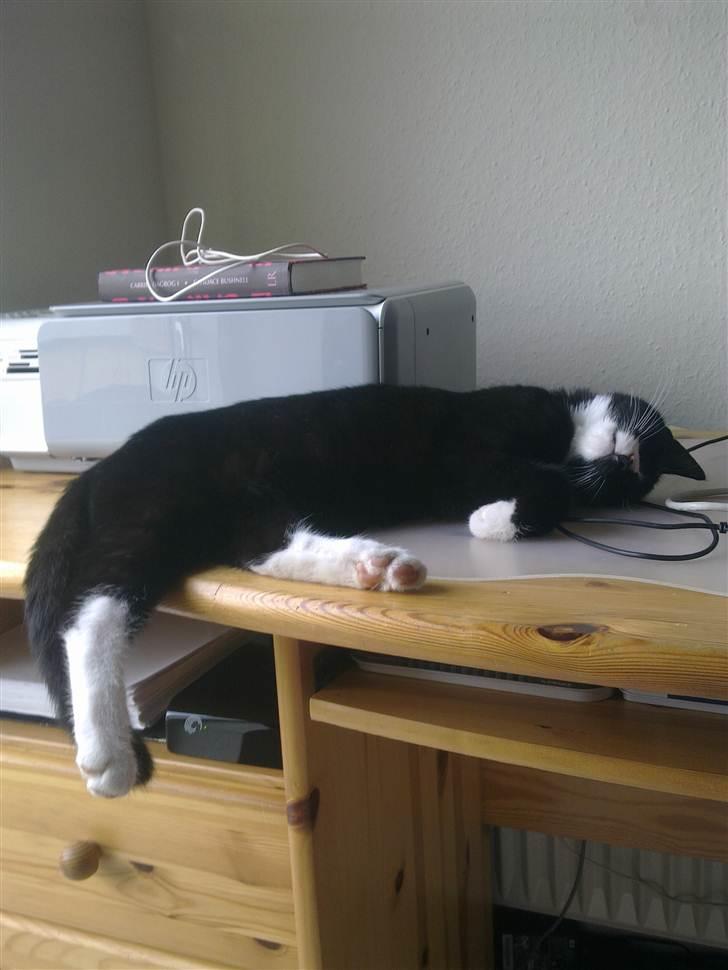 Huskat Asti  billede 7