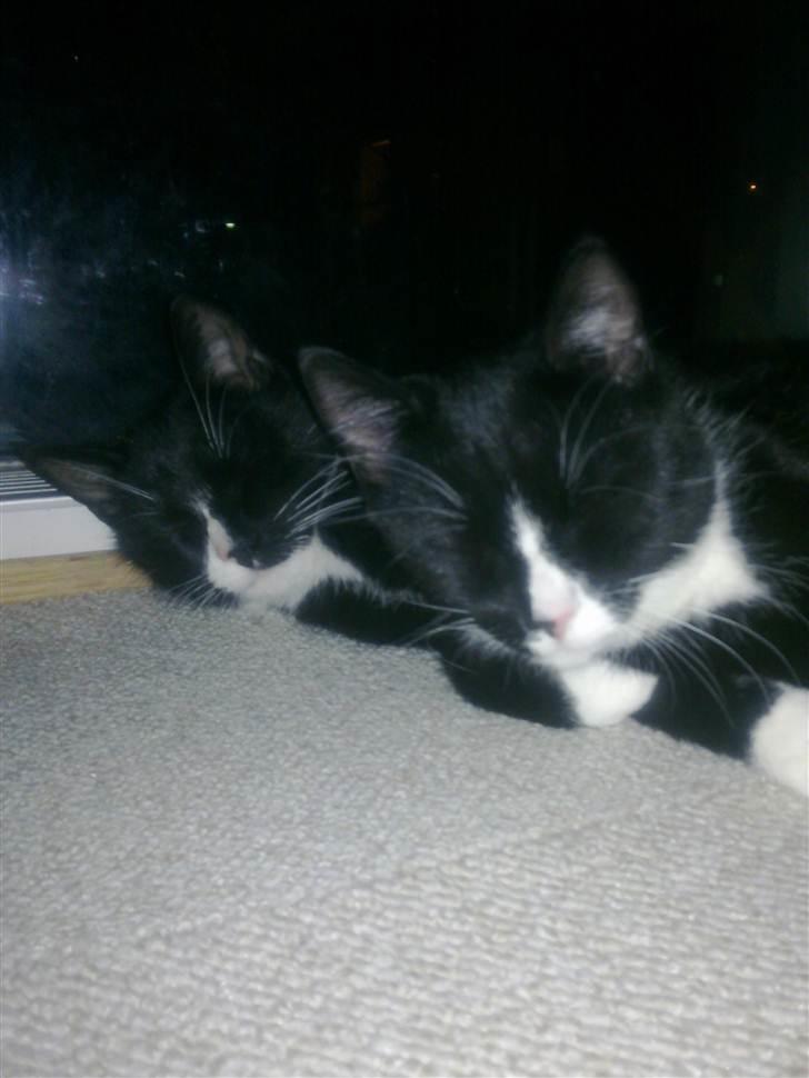 Huskat Asti  billede 8