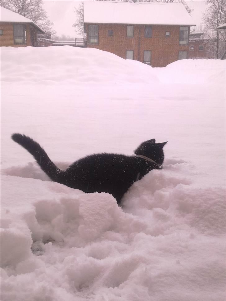 Huskat Asti  billede 9