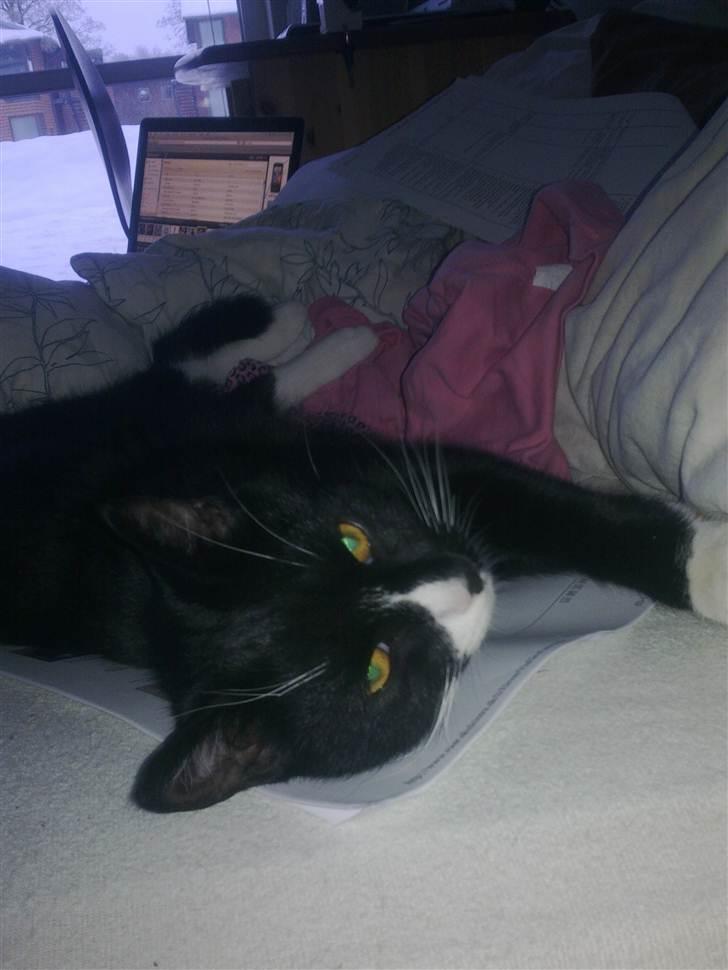 Huskat Asti  billede 10