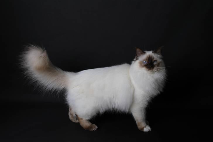 Hellig Birma Vanilla  billede 6