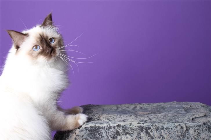 Hellig Birma Vanilla  billede 7