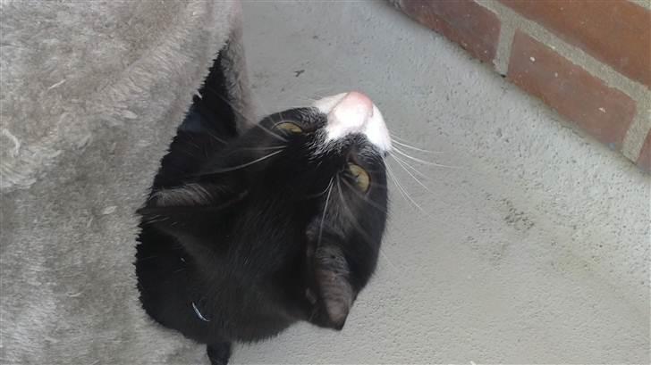 Huskat Morgan billede 18