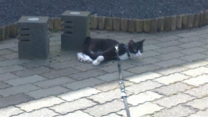 Huskat Morgan billede 19