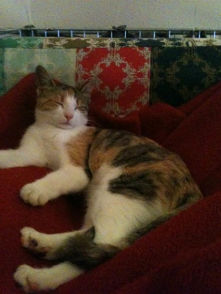 Huskat Bumle billede 8