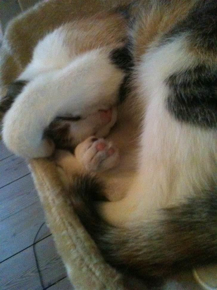 Huskat Bumle - Så sød enbette pige hun er:) billede 9