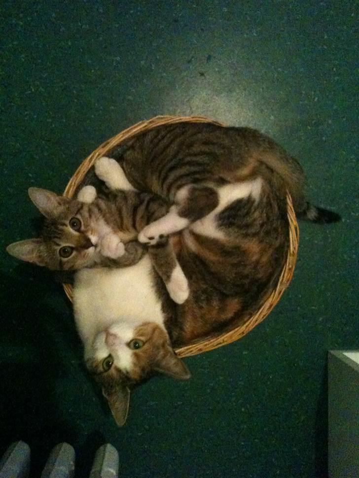 Huskat Bumle - Bumle og tigermis, som er en killing jeg passede for en veninde:) billede 10