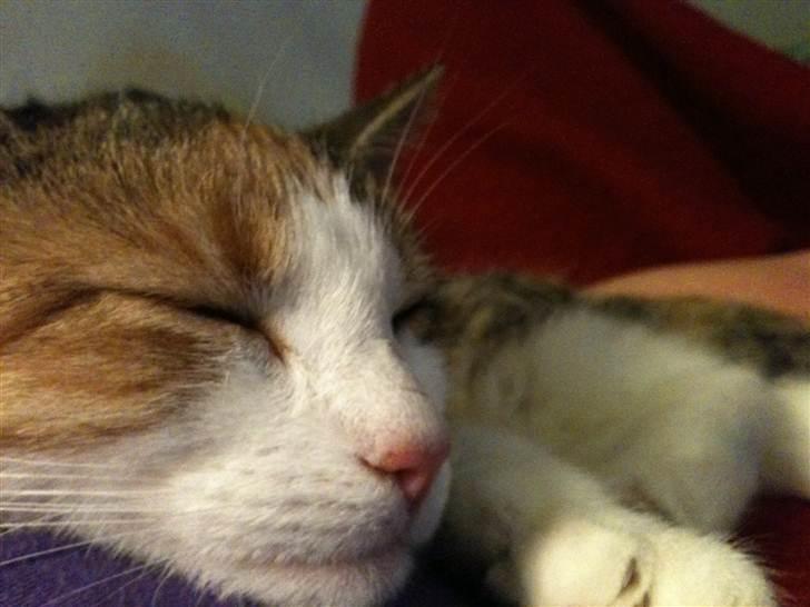 Huskat Bumle - Helt tæt på:) billede 11