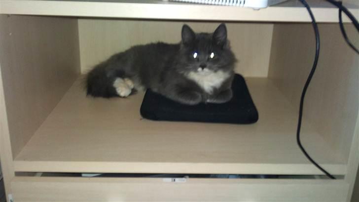 Blanding af racer Luna <3 billede 10