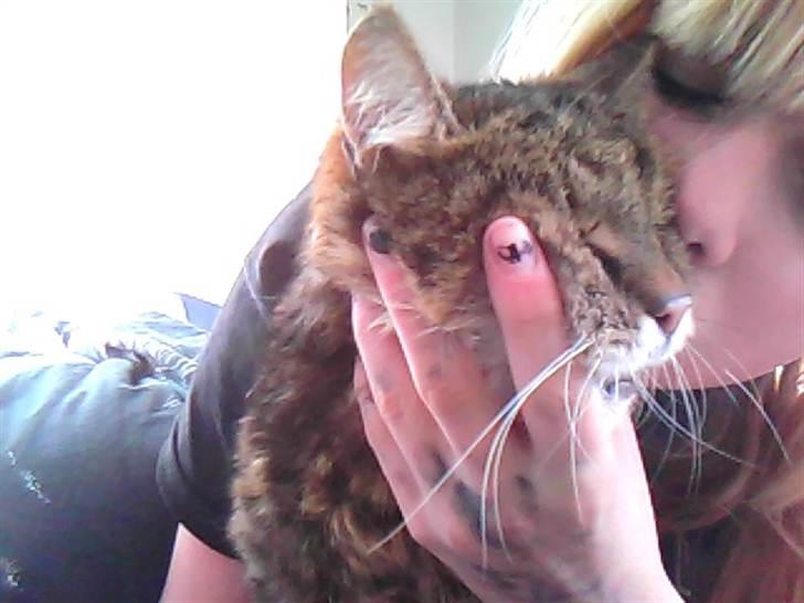 Norsk Skovkat / Huskat Fridolin<3 R.I.P - 2 dage før :´( du var så syg skat.. men jeg savner dig virkeligt meget!:´(<3<3<3 billede 15